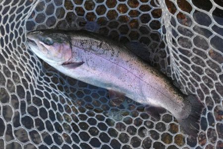 持ち帰りぴったりサイズをキャッチ！ ～フィ…